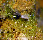Sauerland Mineralien Ramsbeck Pyromorphit
