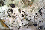 Sauerland Mineralien Ramsbeck Woodruffit