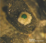 Mineralien Harz Glockenhütte Anglesit