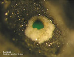 Mineralien Harz Glockenhütte Anglesit