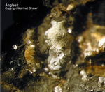 Mineralien Harz Glockenhütte Anglesit