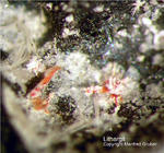 Harz Mineralien Glockenhütte Lithargit