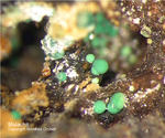 Harz Mineralien Glockenhütte Malachit