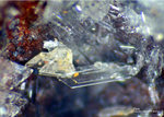 Harz Mineralien Juliushütte Astfeld Gips