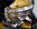 Harz Mineralien Juliushütte Astfeld Gips