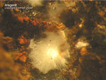 Harz Mineralien Lautenthal Aragonit