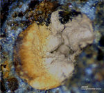 Harz Mineralien Lautenthal Jarosit