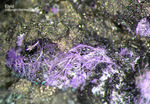 Harz Mineralien Lautenthal Elyit