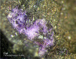 Harz Mineralien Lautenthal Elyit