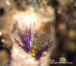 Harz Mineralien Lautenthal Elyit