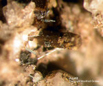 Eifel Mineralien Bellerberg Apatit