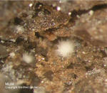 Eifel Mineralien Bellerberg Mullit weiß