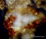 Eifel Mineralien Bellerberg Mullit weiß