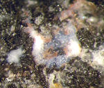 Eifel Mineralien Bellerberg Opal