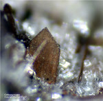 Eifel Mineralien Bellerberg Orthopyroxen