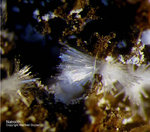 Eifel Mineralien Bellerberg Natrolith