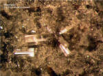Eifel Mineralien Bellerberg Nephelin