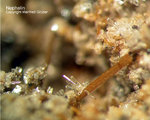 Eifel Mineralien Bellerberg Nephelin