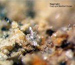 Eifel Mineralien Bellerberg Nephelin