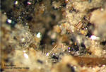 Eifel Mineralien Bellerberg Nephelin