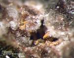 Eifel Mineralien Bellerberg Obertiit