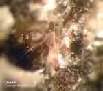 Eifel Mineralien Bellerberg Obertiit