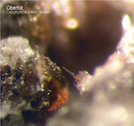 Eifel Mineralien Bellerberg Obertiit