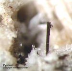 Eifel Mineralien Bellerberg Pyroxen