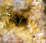 Eifel Mineralien Bellerberg Pyroxen