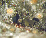 Eifel Mineralien Emmelberg Haematit