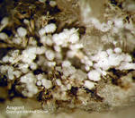 Eifel Mineralien Mendig Aragonit
