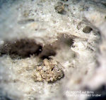 Eifel Mineralien Mendig Aragonit