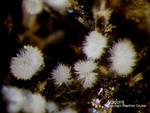 Eifel Mineralien Mendig Aragonit