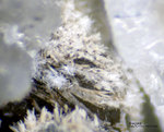 Eifel Mineralien Mendig Aragonit