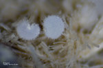 Eifel Mineralien Mendig Aragonit