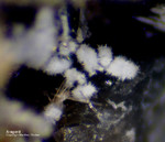 Eifel Mineralien Mendig Aragonit