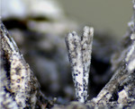 Eifel Mineralien Mendig Aragonit
