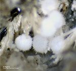 Eifel Mineralien Mendig Aragonit