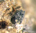 Eifel Mineralien Mendig Augit