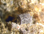 Eifel Mineralien Mendig Augit