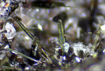 Eifel Mineralien Nickenicher Sattel Aegirin