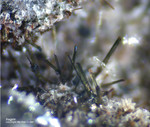 Eifel Mineralien Nickenicher Sattel Aegirin