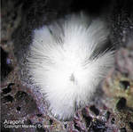 Eifel Mineralien Nickenicher Sattel Aragonit