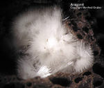 Eifel Mineralien Nickenicher Sattel Aragonit