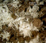 Eifel Mineralien Nickenicher Sattel Aragonit