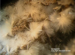 Eifel Mineralien Nickenicher Sattel Aragonit