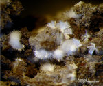 Eifel Mineralien Nickenicher Sattel Aragonit