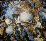 Eifel Mineralien Nickenicher Sattel Aragonit