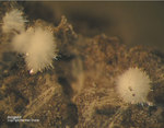 Eifel Mineralien Nickenicher Sattel Aragonit