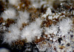 Eifel Mineralien Nickenicher Sattel Aragonit